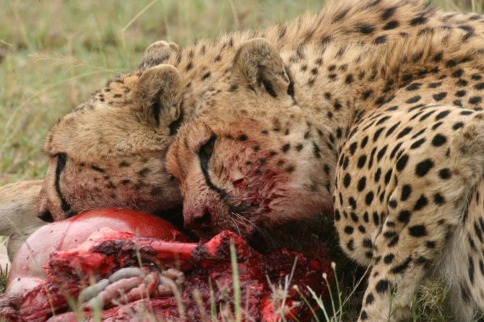 Los guepardos usan más la astucia que la velocidad contra hienas y leones  
