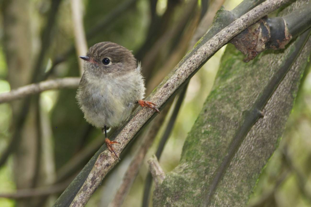Los pájaros insulares tienen cerebros más grandes