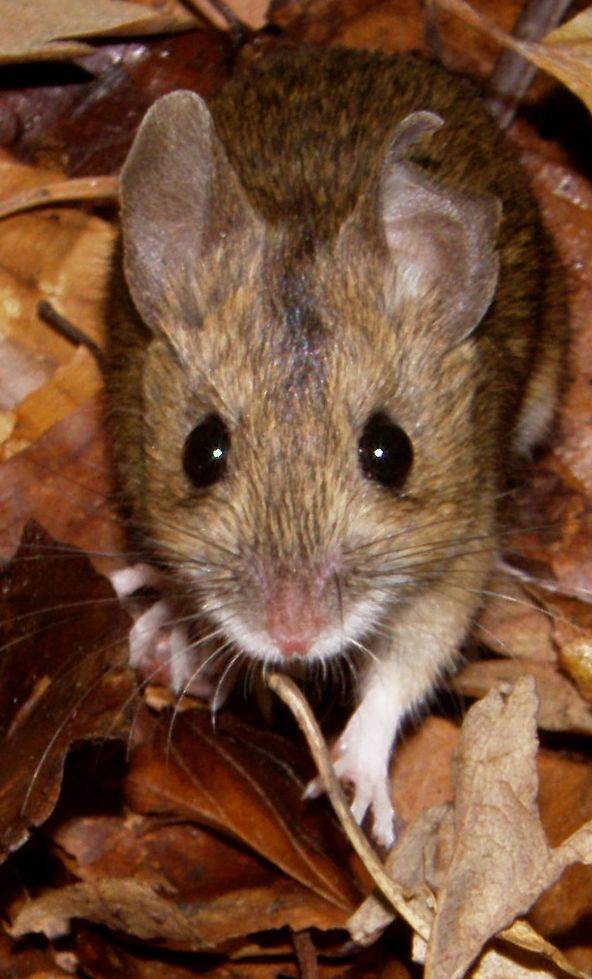 Los ratones de campo, ingenieros de la regeneración forestal