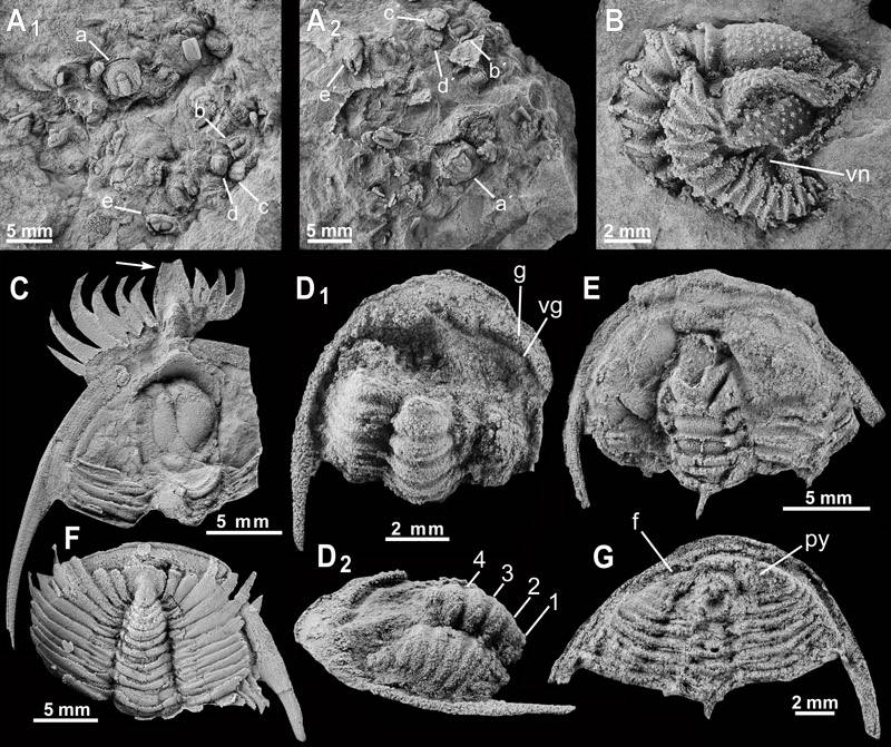 Los trilobites se enrollaban hace 500 millones de años para defenderse de las amenazas externas 