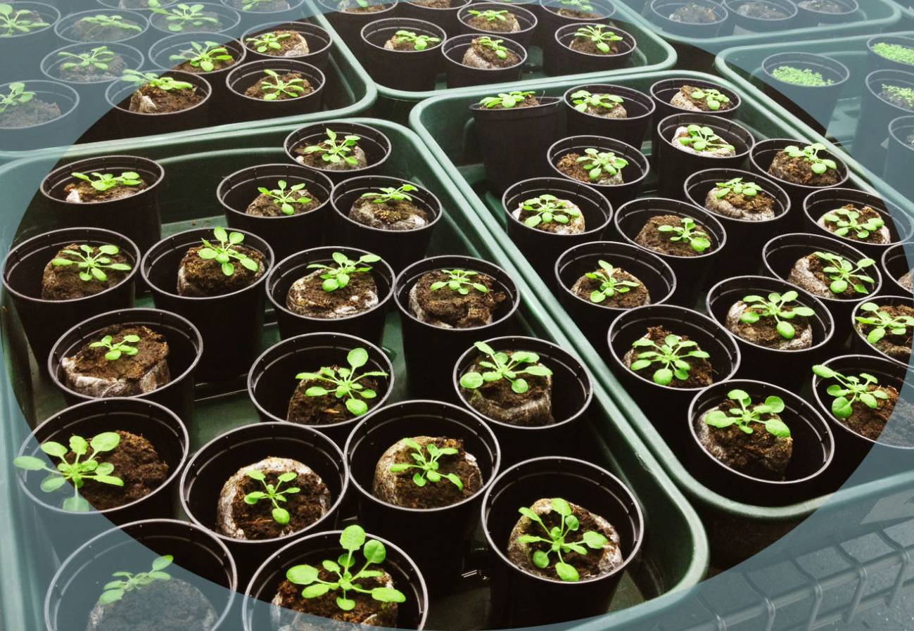 Nueva ‘vacuna’ para plantas sin efectos secundarios