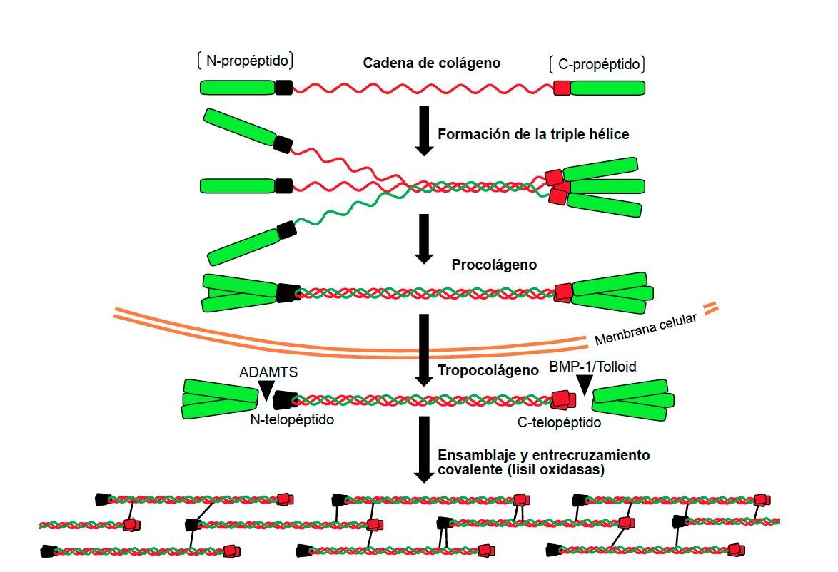 Nuevos hallazgos sobre la evolución molecular del colágeno