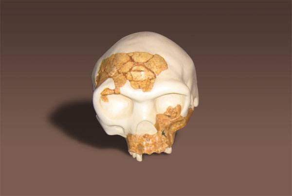 Presentan por primera vez la reconstrucción completa y en 3D del cráneo de 'Homo antecessor' 