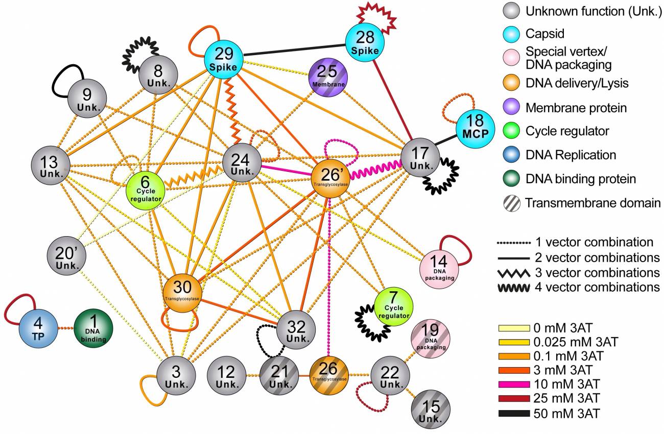 Profundizan en el conocimiento de un virus clave para la virología