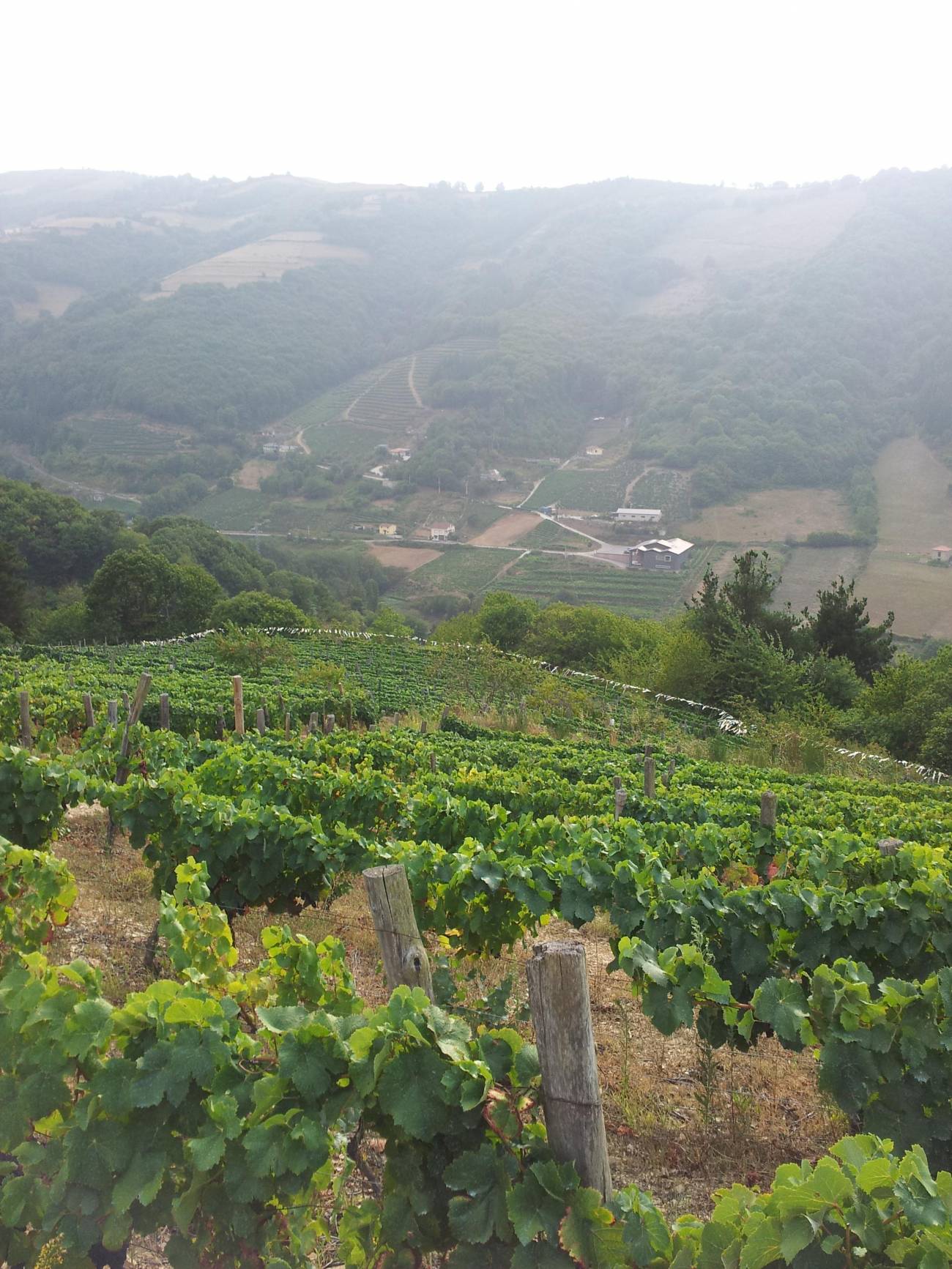 Recuperan la viticultura heroica en Asturias