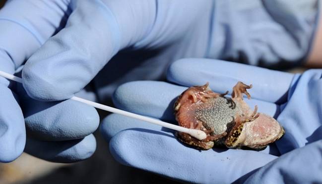 Revelan las claves para mitigar la enfermedad más grave en anfibios