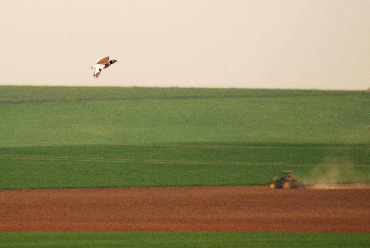 ¿Son útiles las medidas agroambientales para la conservación de las aves esteparias?