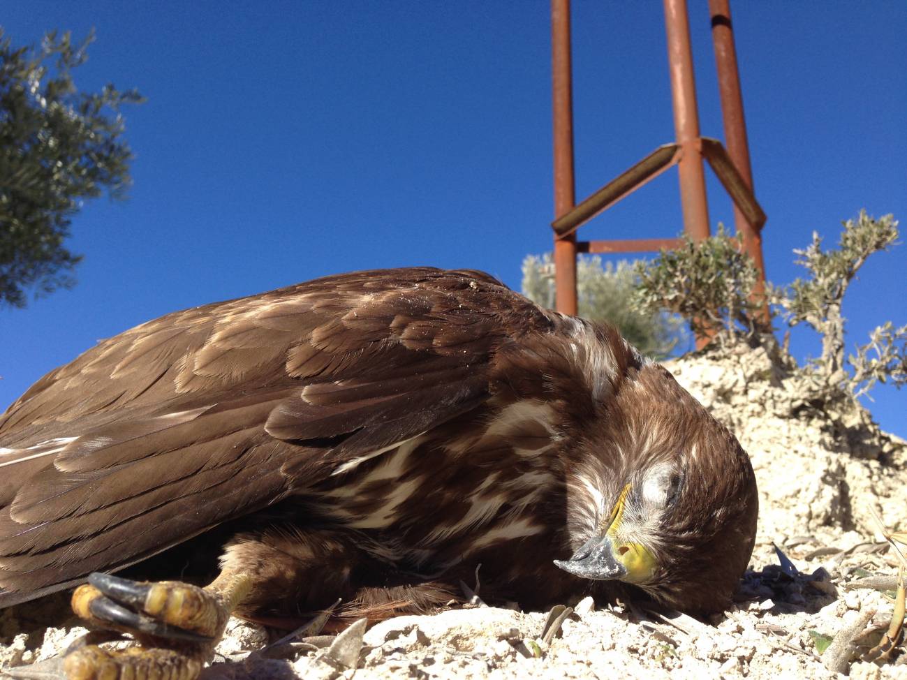 Tendidos eléctricos, causa principal de muerte de aves protegidas en España