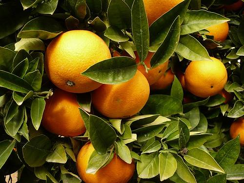Un aceite esencial de té conserva las naranjas