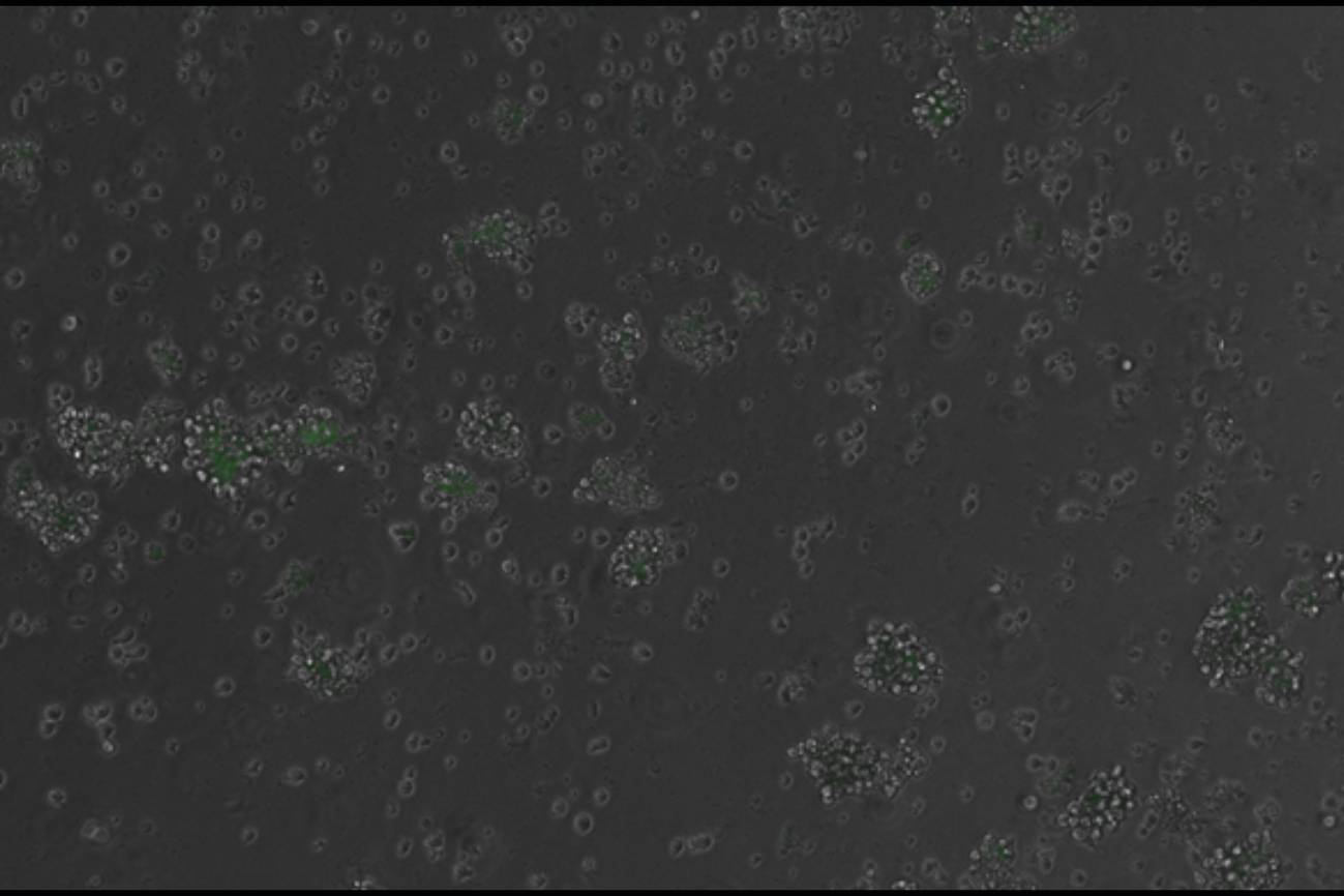 Un ADN diseñado por IA logra controlar genes en células de mamífero