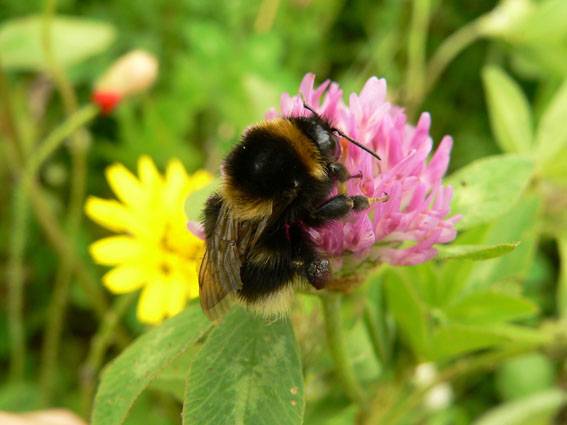 Un enfoque hacia lo silvestre podría aplacar la amenaza contra la polinización controlada