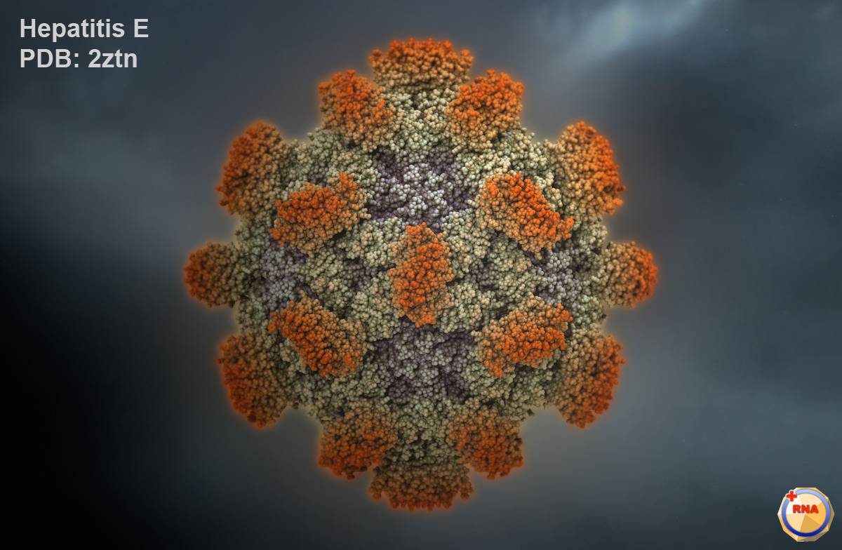 Un estudio español muestra una alta incidencia de hepatitis E en pacientes con VIH