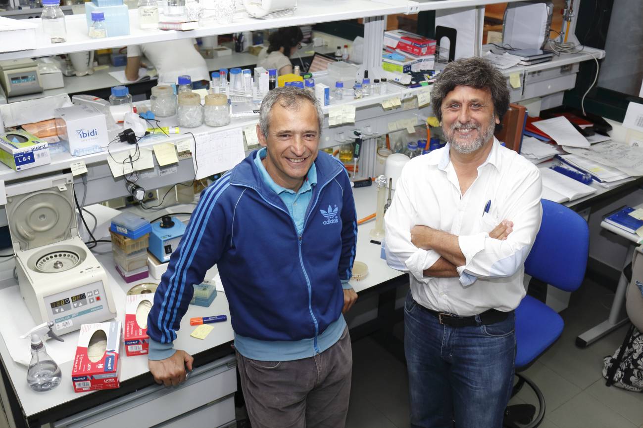 Un nuevo mecanismo controla el desensamblaje del huso al término de la mitosis