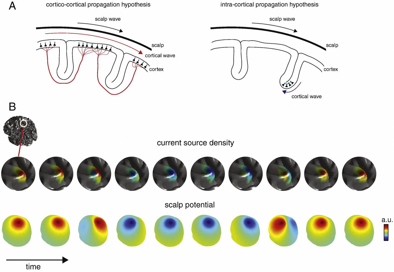 Un nuevo método muestra cómo se propagan las oscilaciones alfa cerebrales