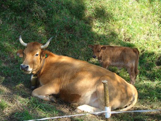 Un nuevo test europeo servirá para evitar el abuso de esteroides en el ganado