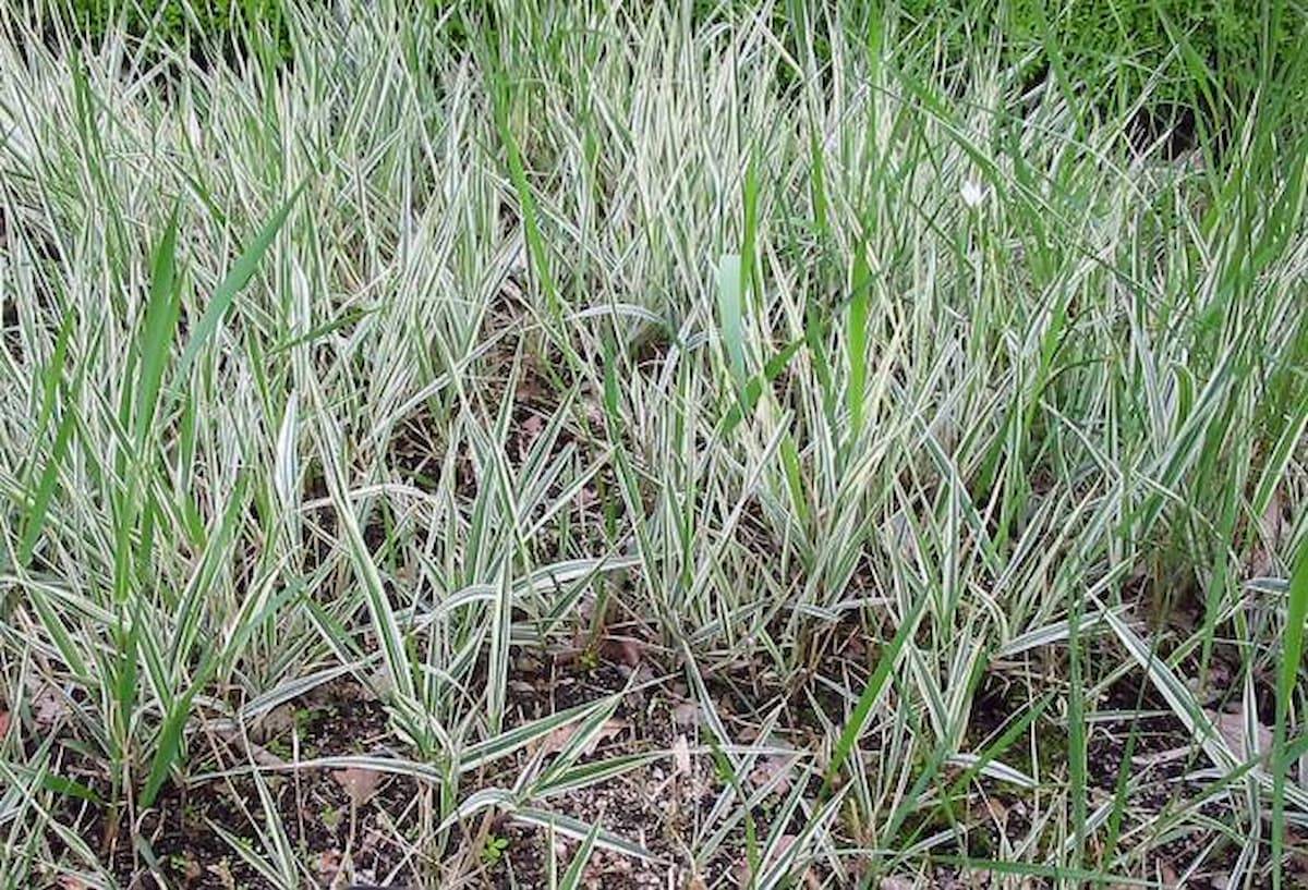 Las gramíneas Phalaris arundinacea, en el Real Jardín Botánico de Madrid / Pablo Alberto Salguero