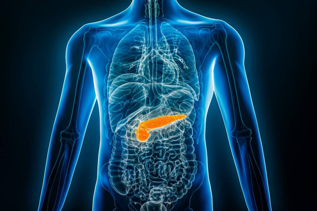 cuerpo humano