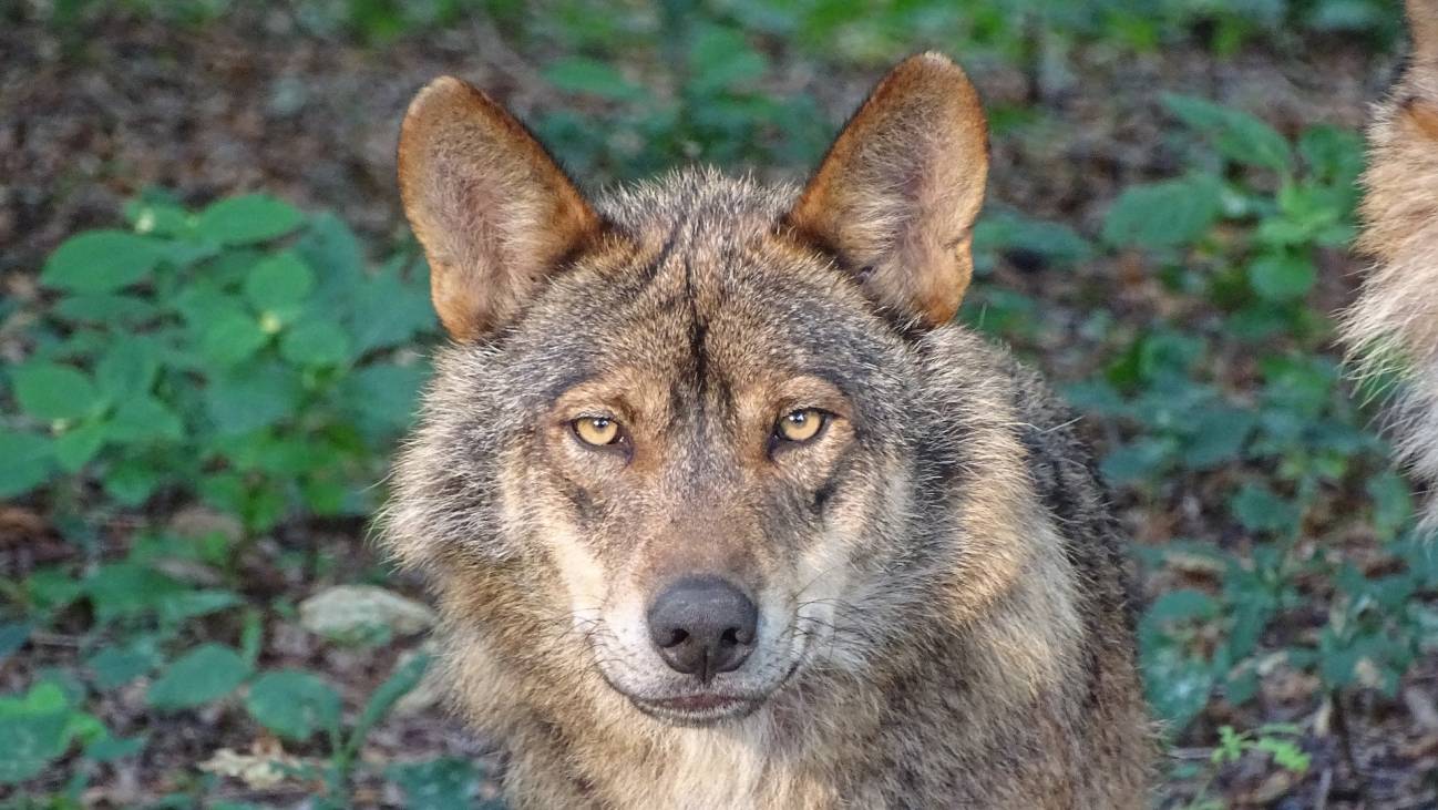 Uno de cada cuatro lobos en Galicia presenta infección por vermes cardiopulmonares