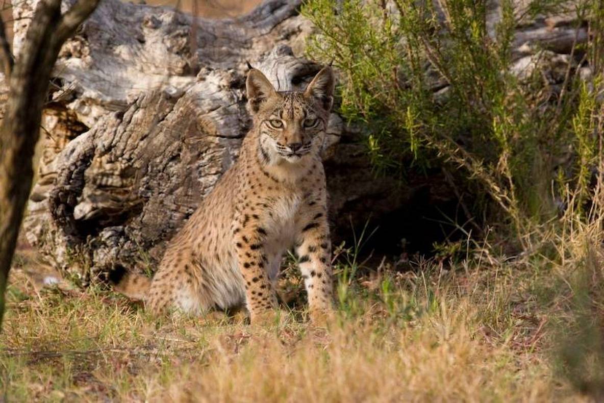 Ejemplar de lince ibérico. / IUCN