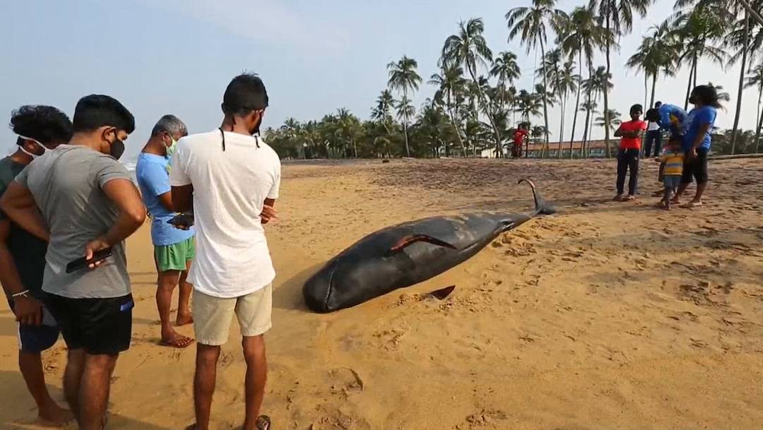 Sri Lanka salva a 120 ballenas varadas con la ayuda de cientos de voluntarios