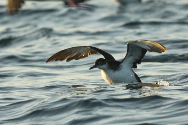 Una pardela pichoneta posándose en el mar.