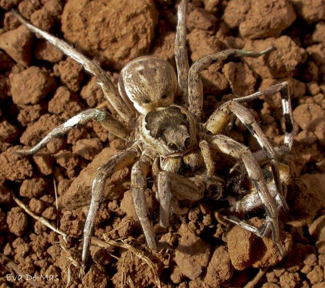 Demuestran que el canibalismo sexual en la tarántula mediterránea beneficia a las hembras  