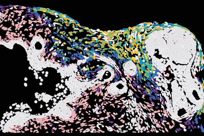 Un estudio cartografía cómo se propaga el virus del herpes en la piel