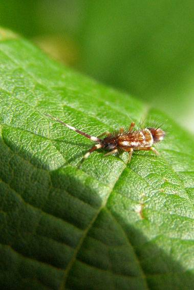 Springschwanz Collembola. Foto: Manfred Kunz