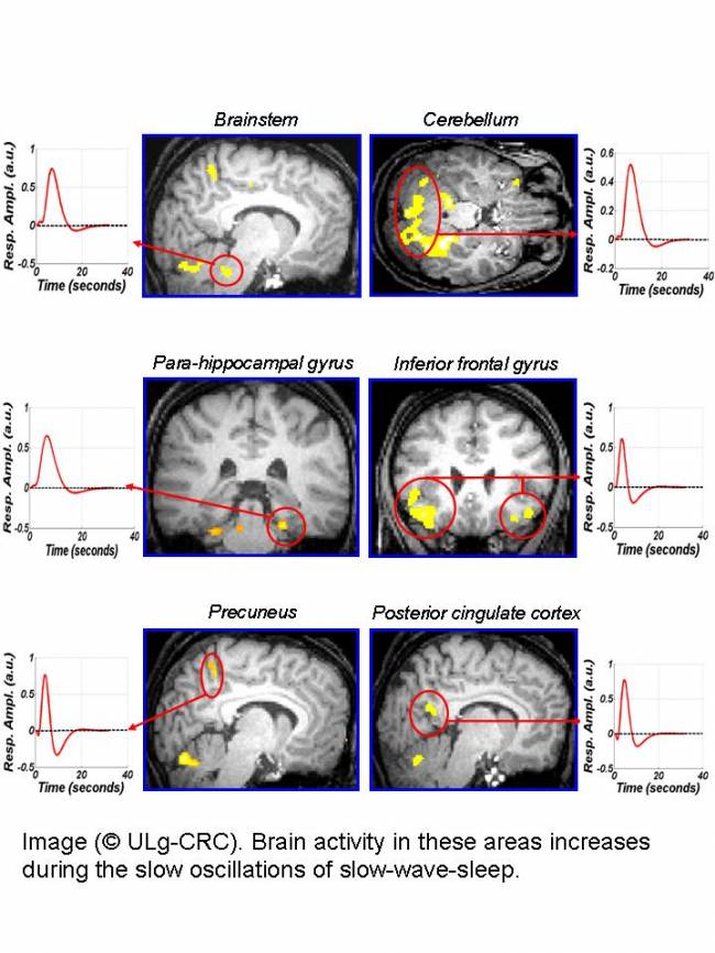 El cerebro sigue despierto incluso durante el sueño profundo
