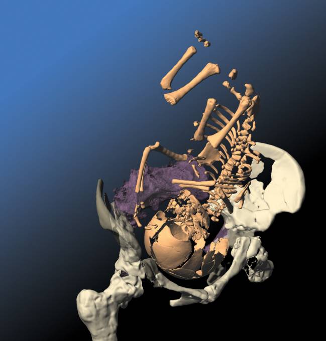 El periodo vital de los neandertales se desarrolló con igual lentitud que el del hombre actual 