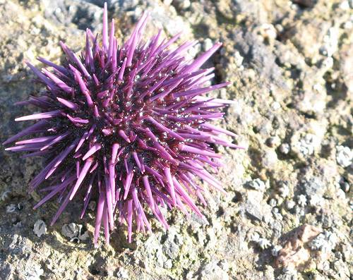 La acidificación del mar podría disminuir en un 25% la reproducción de especies marinas