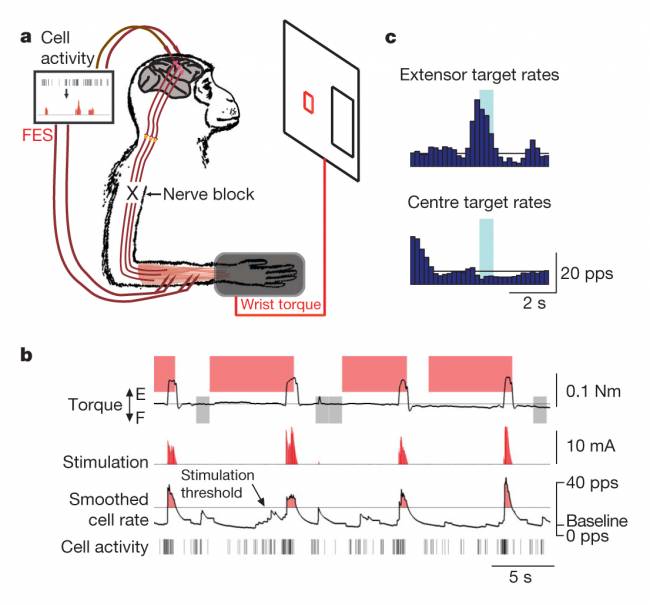 Una conexión artificial del cerebro al músculo puede controlar la parálisis en monos