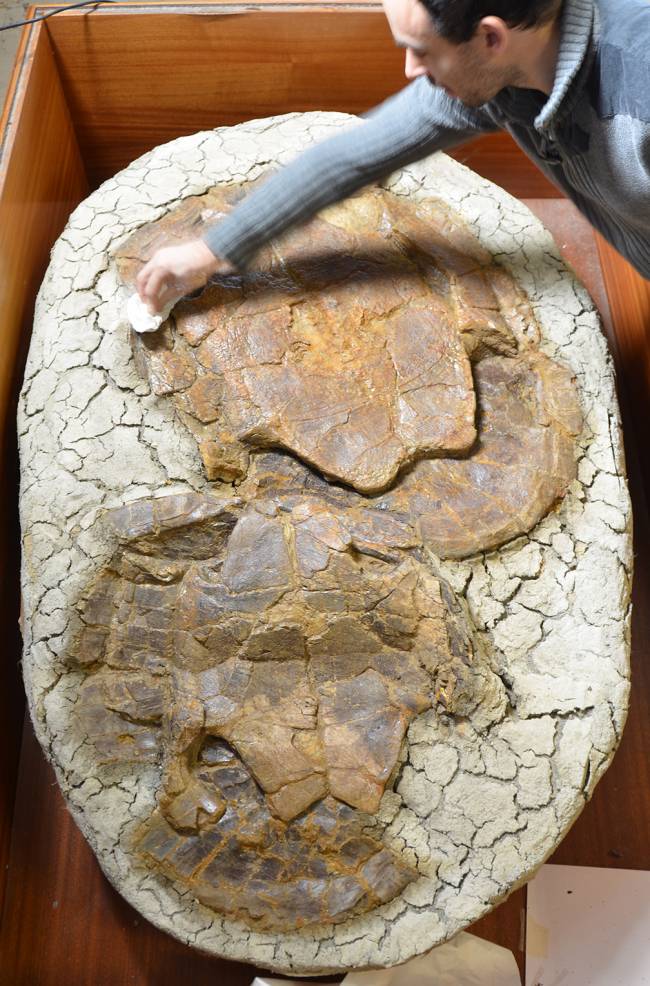 Así eran las primeras tortugas terrestres gigantes de Europa