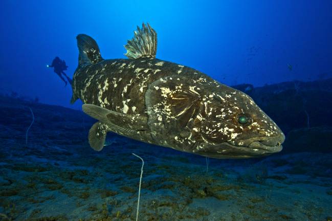 Confirman la presencia de pulmones en peces celacantos