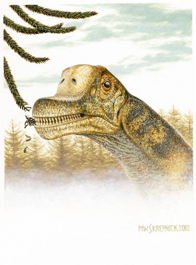 Descubren cuatro cráneos de una nueva especie dinosaurio herbívoro