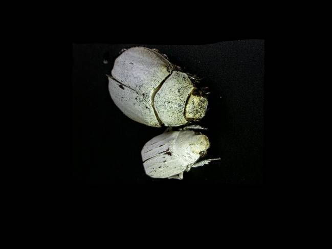 Estos escarabajos son los seres más blancos de la naturaleza