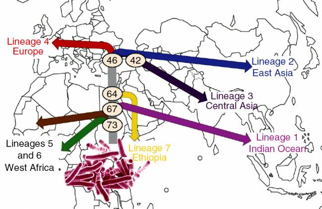 La bacteria de la tuberculosis lleva 70.000 años persiguiendo a la humanidad