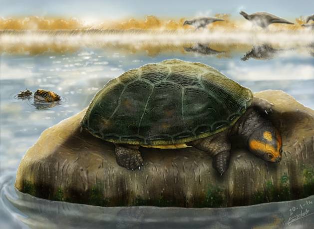 Ilustración de dos ejemplares de ‘Eodortoka morellana’ disfrutando en el agua. / Carlos de Miguel Chaves.