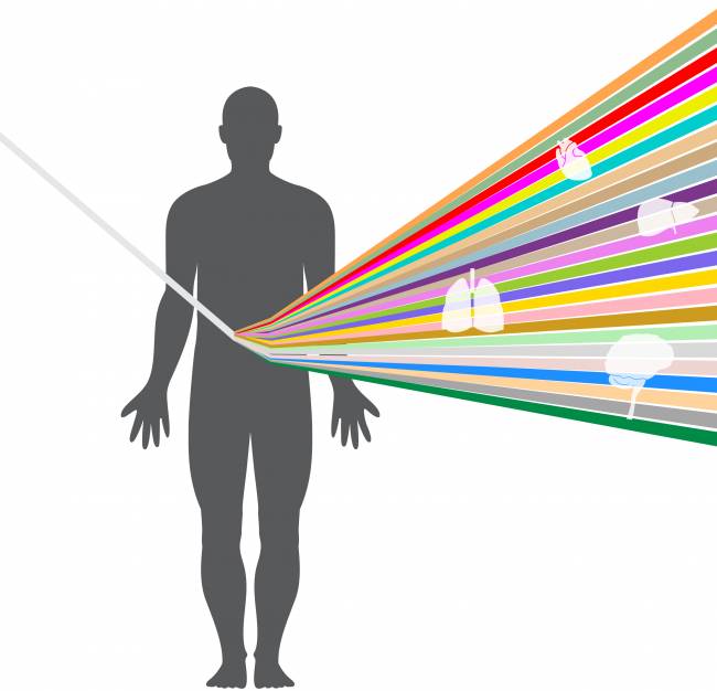 La variación genómica es mayor entre órganos que entre individuos