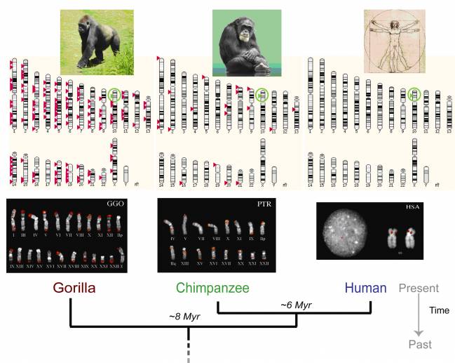 Las diferencias entre los genomas de los humanos y chimpancés son más grandes de lo que se pensaba 