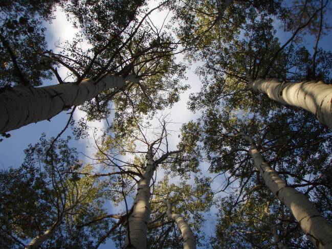 Las sequías ralentizan el crecimiento de los bosques