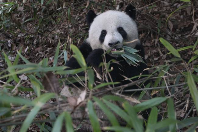 Los pandas gastan menos energía para permitirse una dieta a base de bambú