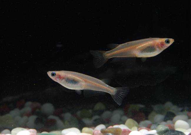 Los peces hembra se aparean antes con los pretendientes conocidos