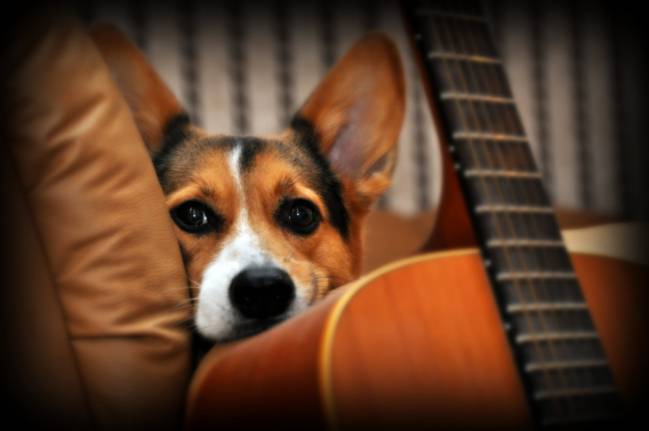 Los perros distinguen los diferentes componentes del habla humana