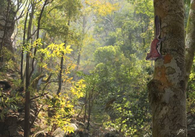 Los roedores del Mioceno revelan los cambios climáticos del pasado