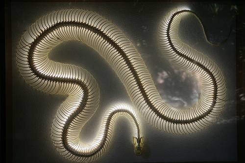 Proponen el “zoo del genoma” para estudiar el ADN de 10.000 especies de vertebrados