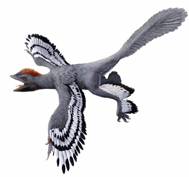Un dinosaurio con características propias de las aves modernas
