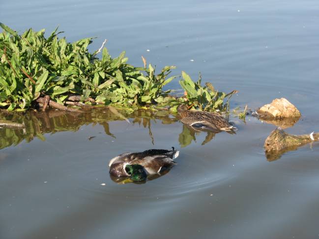 Un estudio muestra el riesgo de verter aguas residuales en los humedales
