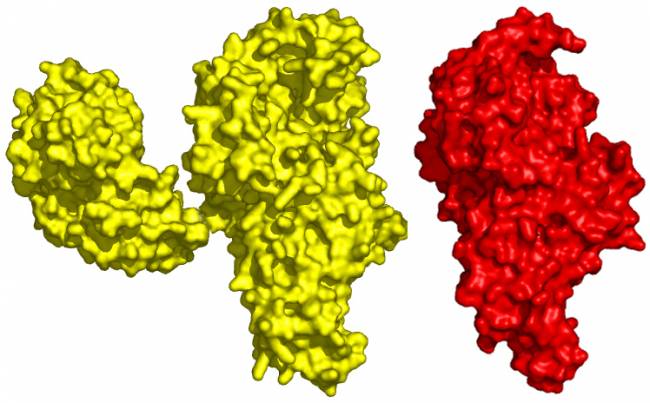 Hallan en bacterias un nuevo mecanismo de control para la traducción del código genético 
