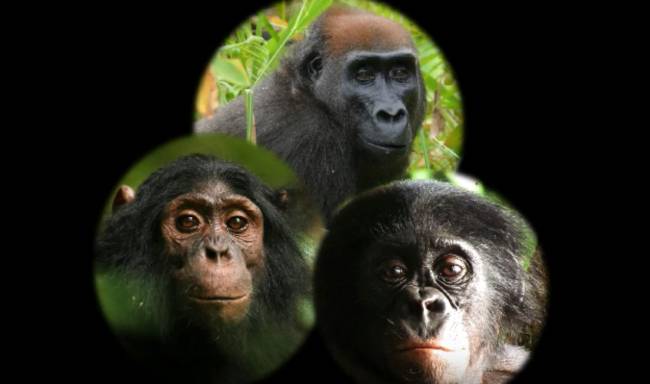 Así reaccionan chimpancés, gorilas y bonobos ante una cámara en el bosque